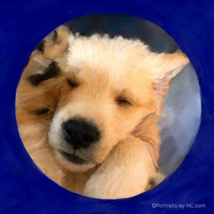 Portraits by NC Earrings Pet Portrait Collage Golden Retriever Portrait Digital Portrait