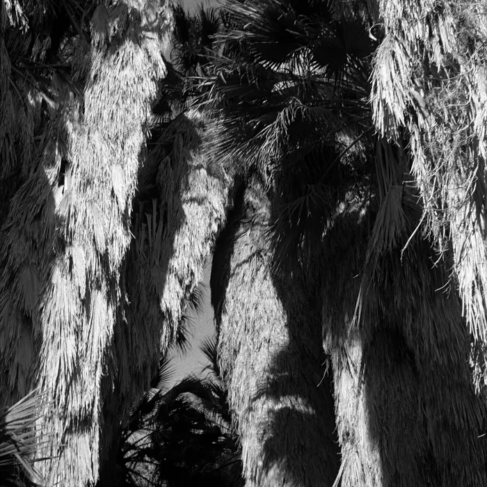 ESQUELETO Necklaces Joshua Tree 3