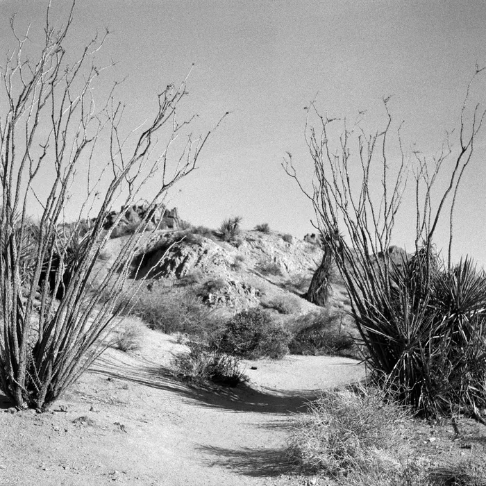 Joshua Tree 2 ESQUELETO Necklaces